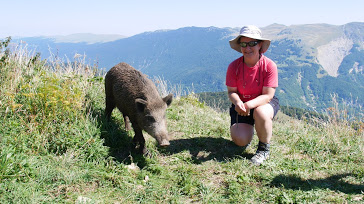 Sanglier au crêt de Chalam
