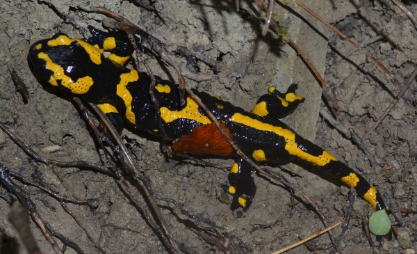 salamandre